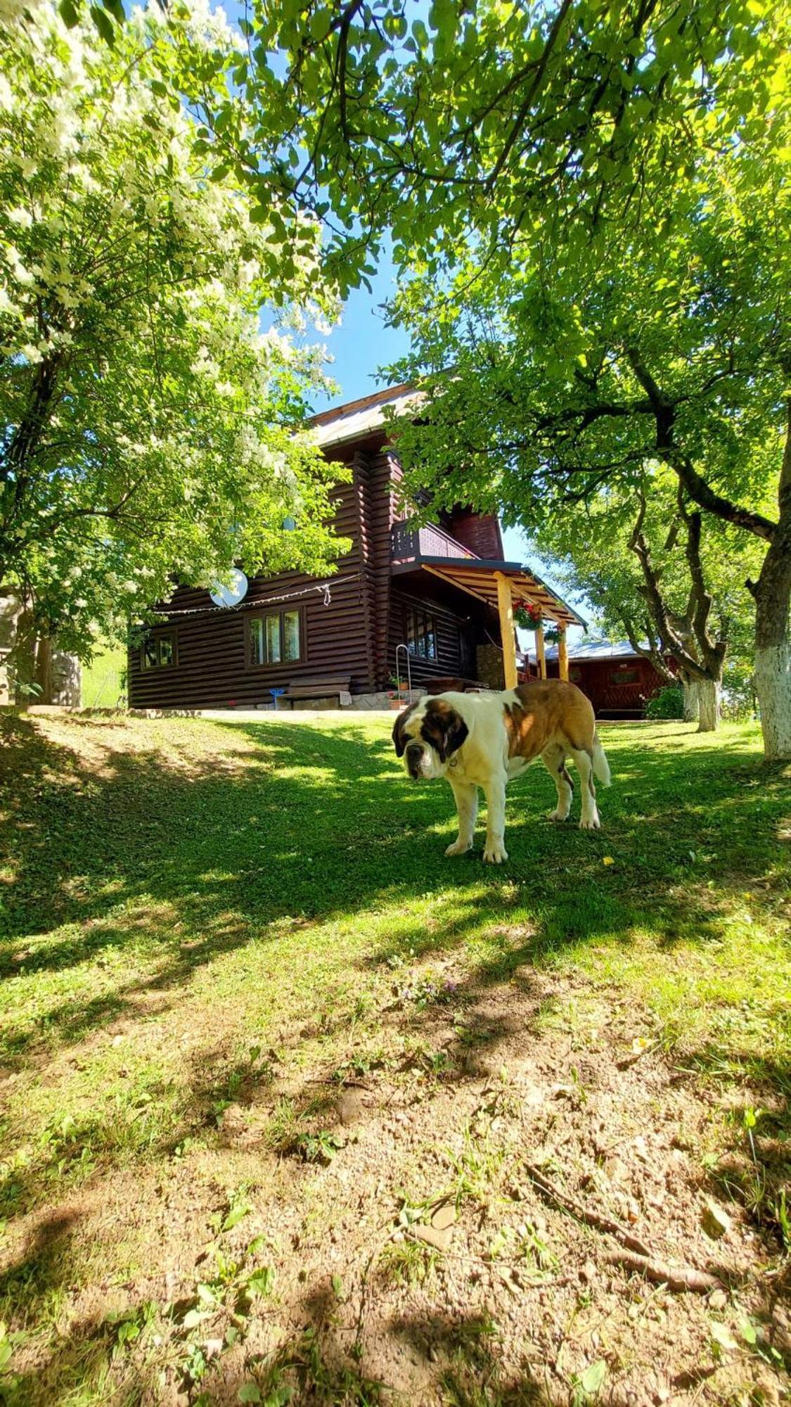 Cabana Dochita Ceahlău Exterior photo
